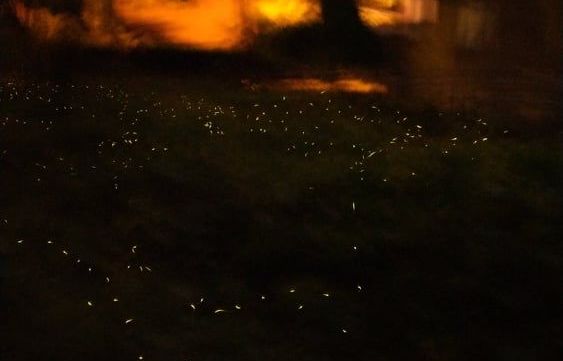 Foto di Percorso delle lucciole B scattata da Chiara Dall'Ara